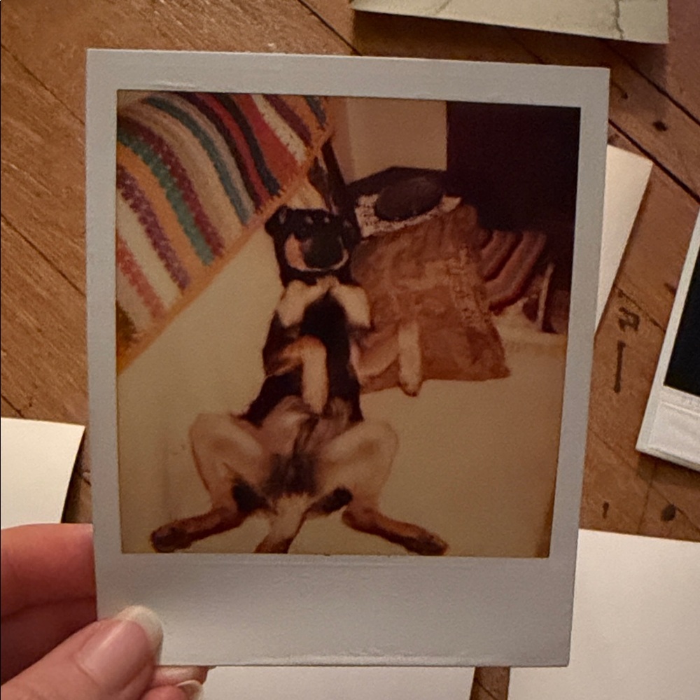 Vintage Dog Photo Collection - Picture 8 of 12